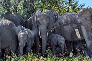 A Pack of Pachyderms