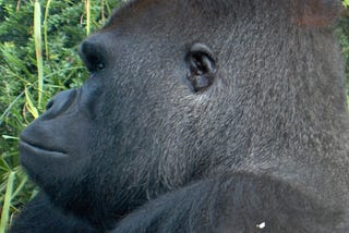 Left profile of male gorilla