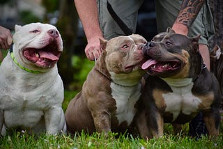 Saving a Life: What to Do When A Bully Breed Dog Overheats