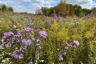Our choices in landscape plantings have an impact far downstream