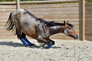 A horse kneeling in a corral.