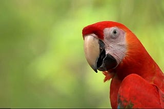Read about this colorful creature, The Parrot 🦜