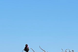 Today on my walk to the beach I spotted this Anna’s hummingbird.