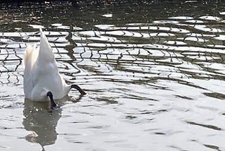 Checking The Smorgasbord Beneath The Waterline