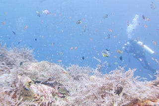 A diving trip in Raja Ampat