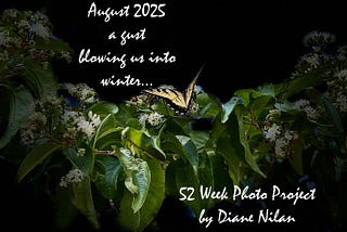 title page 52 week photo project, butterfly