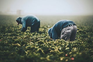 two immigrant farm workers in the field