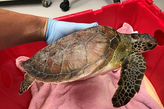 Remembering Charlie — A Rescued & Released Green Sea Turtle