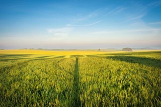 Oilseed rape field with blue sky