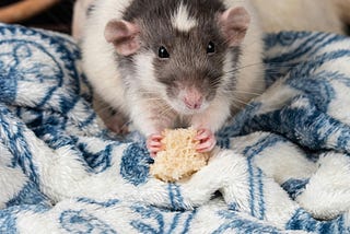 Get Ready… It’s Almost Rat Girl Fall