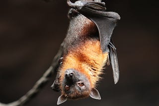 International Bat Appreciation Day: Why We Should Love Bats and Celebrate Their Role in Our World