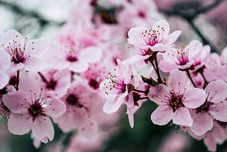 Sakura Room Walkthrough [THM]