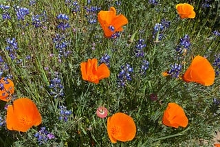 On Becoming a California Docent Naturalist