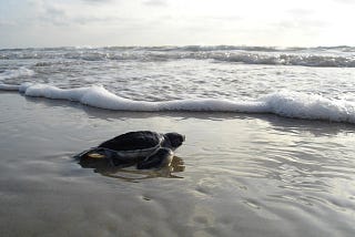 A large turtle on the sand in the surf with waves approaching. Photo provided by Pixabay.com and used under a creative commons license.