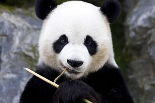 pandas