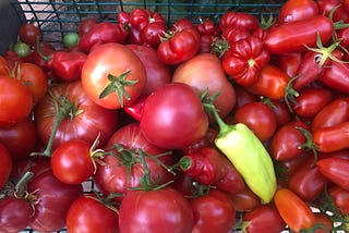 A basket full of tomatoes