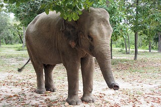 The Wildlife Killing Fields of Cambodia