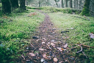 Image of a peaceful path through lush woods