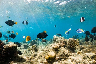 A Panamanian Lens on Marine Conservation