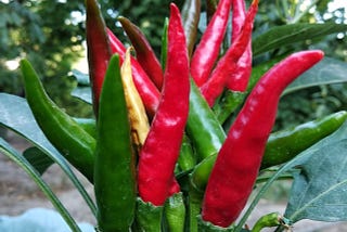 Capsicum peppers growing on a plant in a fashion that might surprise some people — what we think of the top is actually at the base, with the pepper’s tip growing up toward the sun.