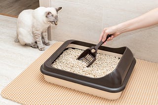 cat watching owner cleaning cat litter box