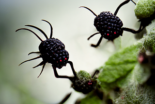 The Blackberry Bugs