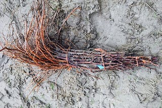 Own-Rooted: A Vine Stock Nursery Story