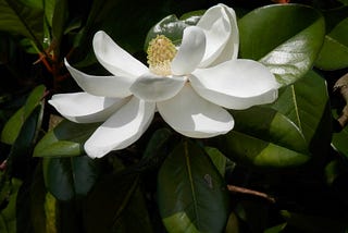 When a Steel Magnolia Wilts: An Introduction