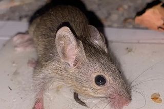 Of Mice and Women