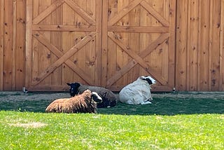 The Lancaster Farm Sanctuary