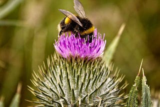 Bumblebee Hives Can Progress Through Shared Learning