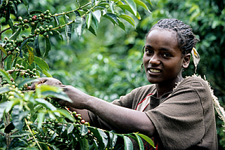 What Your Starbucks Addiction Means for Ethiopian Coffee Farmers