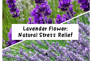 Lavender Flower: Natural Stress Relief