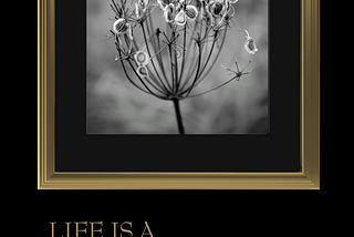 A foront cover of a poetry book “Life is a remembrance” by Iva Hotko showing a black and white photo of a wild carrot seeds swaying in the wind. Picture is framed with a golden frame, and in the same colour is the title, and the authors name.