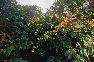 Fully-grown coffee plants (5 years old)