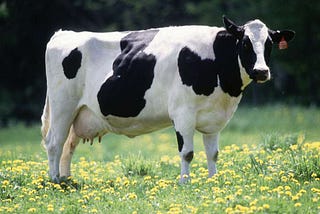 Is Milk a Vital, Lifelong Ingredient within a Healthy Lifestyle?