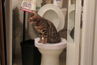 Using agile to toilet train my cat