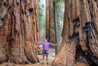 Man stands among giant sequoia trees.