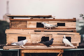 Pigeon coops and other things we left behind
