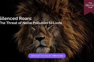 Silenced Roars: The Threat of Noise Pollution to Lions