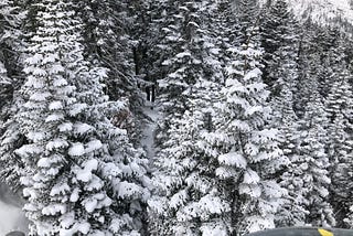 Scenes from California’s Beautiful Blizzard