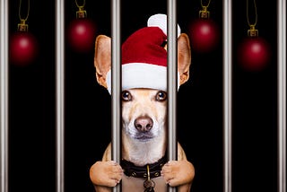 Dog with Santa hat behind bars