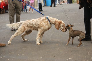 two dogs greeting each other while on leashes