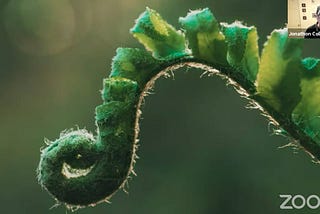 Nature growth — a fern plant