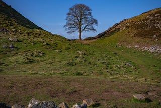 The Spirit of Sycamore Gap