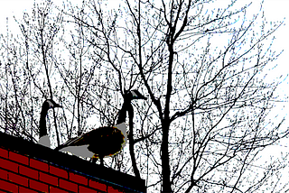 Two Canadian geese look out from atop the corner of brick building against a backdrop of bare wintry trees.