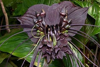 The Enigmatic Beauty of the Black Orchid