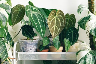 Dust Busters: How to Keep Your House Plants Clean and Happy