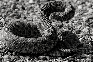 How a snake along a Montana river sparked social media lessons on trolls.