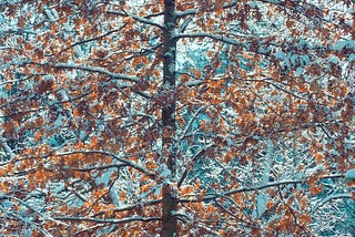 Young oak which refused / to shed its leaves in autumn / smiles in snow and sun.